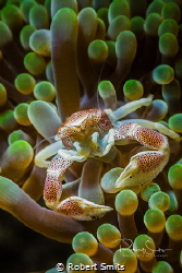 Did you know that Porcelain crabs are small, usually with... by Robert Smits 